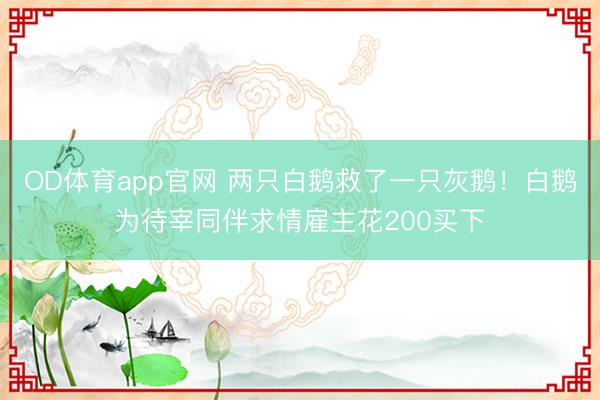 OD体育app官网 两只白鹅救了一只灰鹅!白鹅为待宰同伴求情雇主花200买下