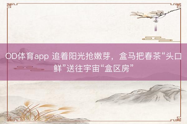 OD体育app 追着阳光抢嫩芽，盒马把春茶“头口鲜”送往宇宙“盒区房”
